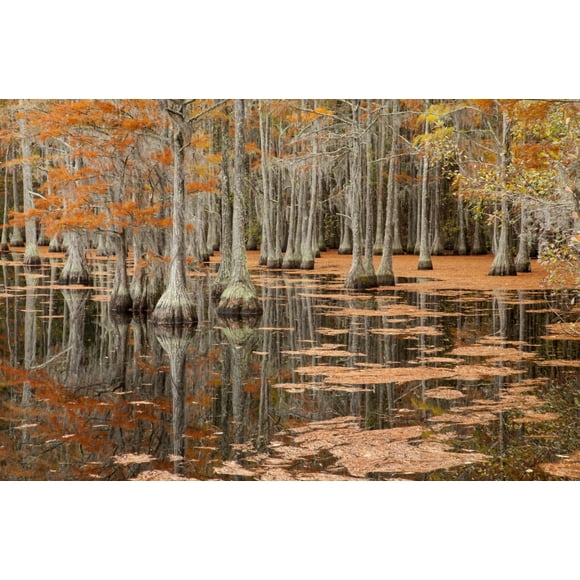 USA, George Smith State Park, Georgia. Fall cypress trees. Poster Print by Joanne Wells (18 x 24)