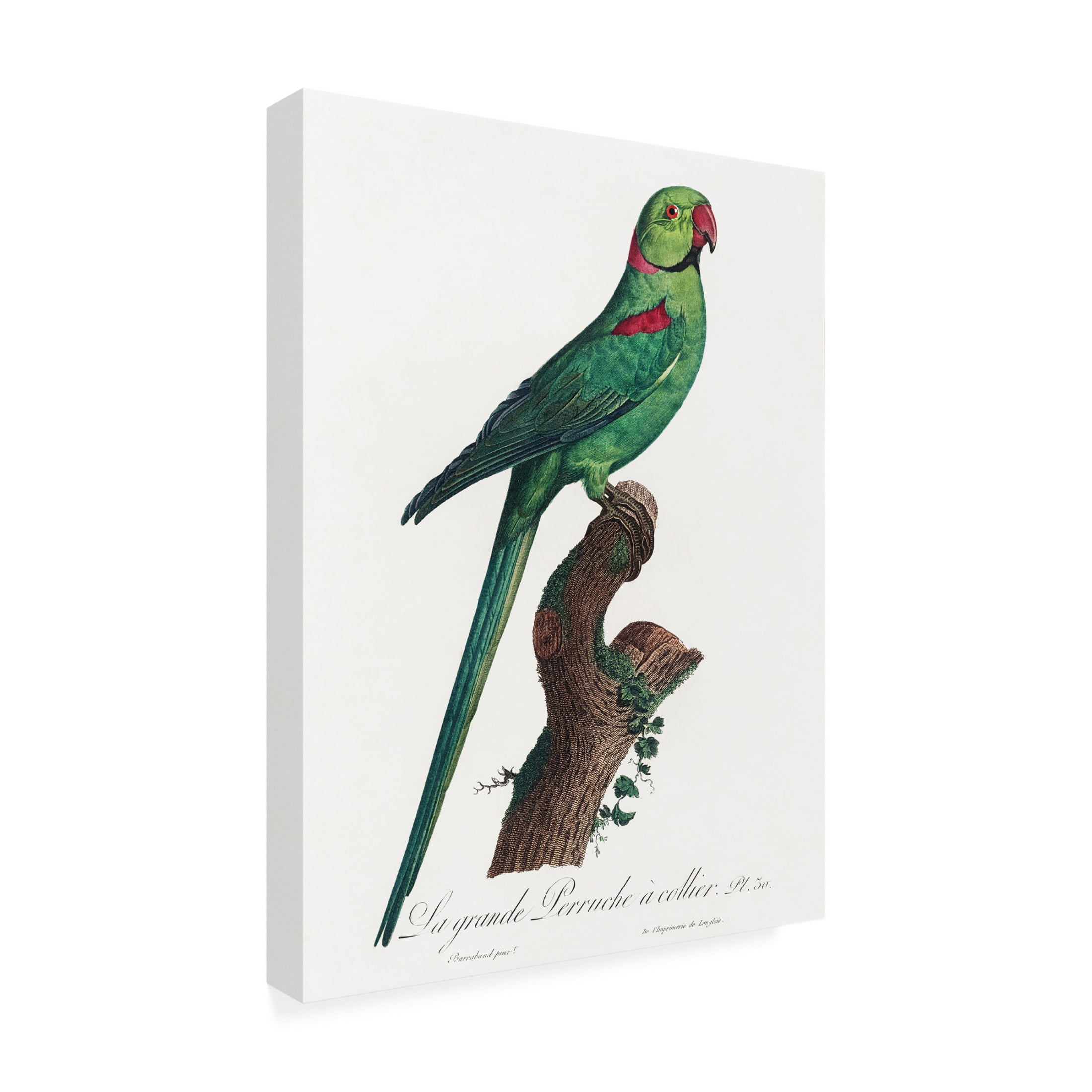 Trademark Fine Art Francois Levaillant  Levaillant Parrot VII Canvas Wall Art