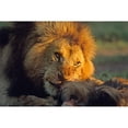 thumbnail image 3 of Fitzharris, Tim 24x17 Black Modern Framed Museum Art Print Titled - African Lion feeding, 3 of 5