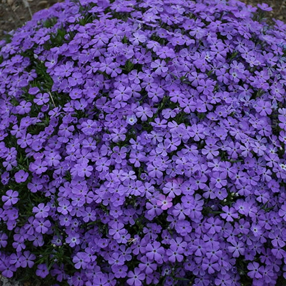 50 Crater Lake Phlox Seeds