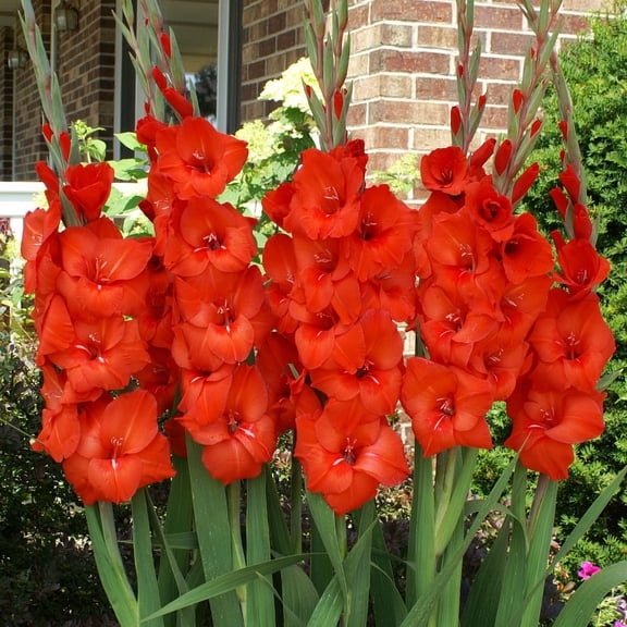 Red Gladiolus Flower Bulbs Value Bag - 30 Bulbs per Pack - Attracts Butterflies and Hummingbirds - Good as Cut Flowers - Grows Well In Containers - Perennializing - Live Garden