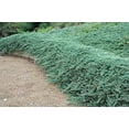 thumbnail image 6 of Bar Harbor Juniper  1 Live 4 Inch Pot  Juniperus horizontalis 'Bar Harbor'  Perfect Lush Ground Cover & Landscape Accent  Drought Resistant & Low Maintenance, 6 of 9