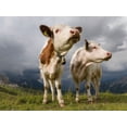 thumbnail image 2 of Zwick, Martin 18x14 Gold Ornate Wood Framed with Double Matting Museum Art Print Titled - Cows on alpine pasture Dolomites at Passo Giau Italy, 2 of 4