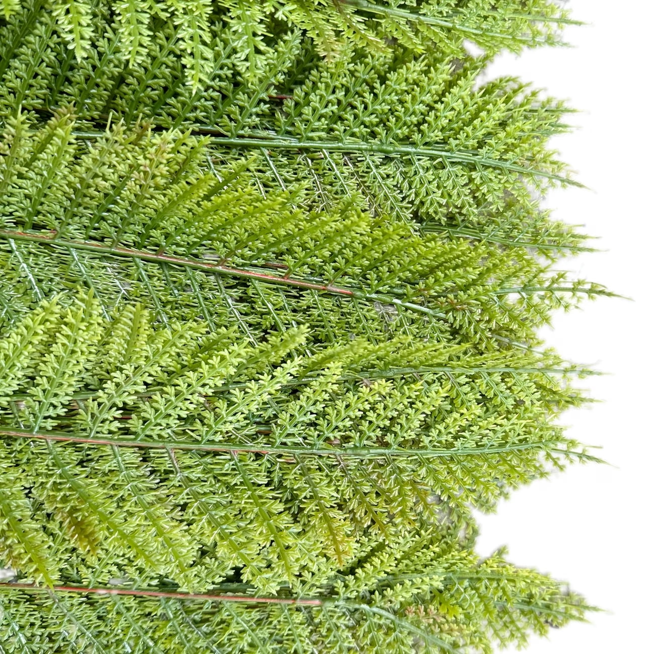 24/48 Pcs Artificial Boston Fern Leaves, 12.2 Inch Lush Green Fake Fern Plant, UV Resistant Foliage for Indoor Outdoor Home Office Decor