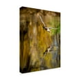 thumbnail image 2 of Trademark Fine Art 'Mallard Flight II' Canvas Art by Tyler Stockton, 2 of 4