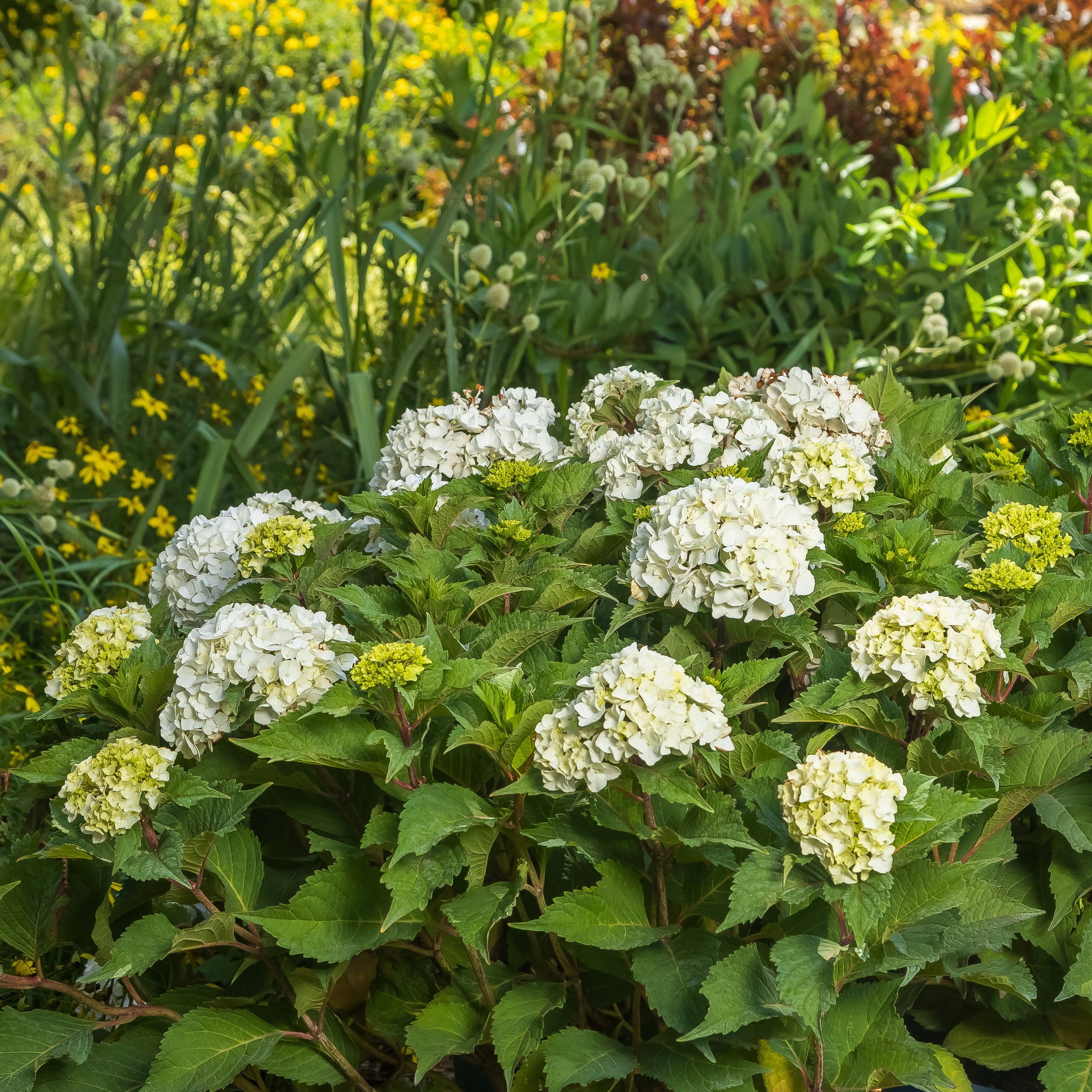 National Plant Network 3 gal. Hydrangea Endless Summer Dreamcloud