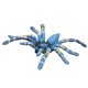 thumbnail image 2 of Set of 4 Realistic Vinyl Spider Figures, Hand-Drawn, for Kids Education, Insect Themed Parties, 2 of 2