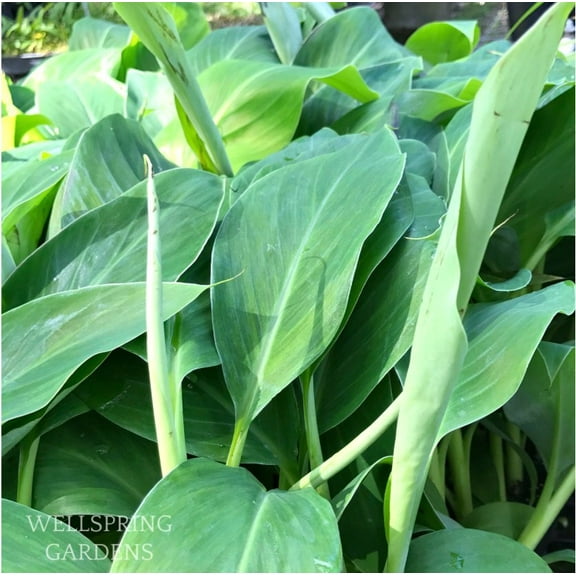 Dwarf Namwa Banana (Pisang Awak) - Musa - Live Plant