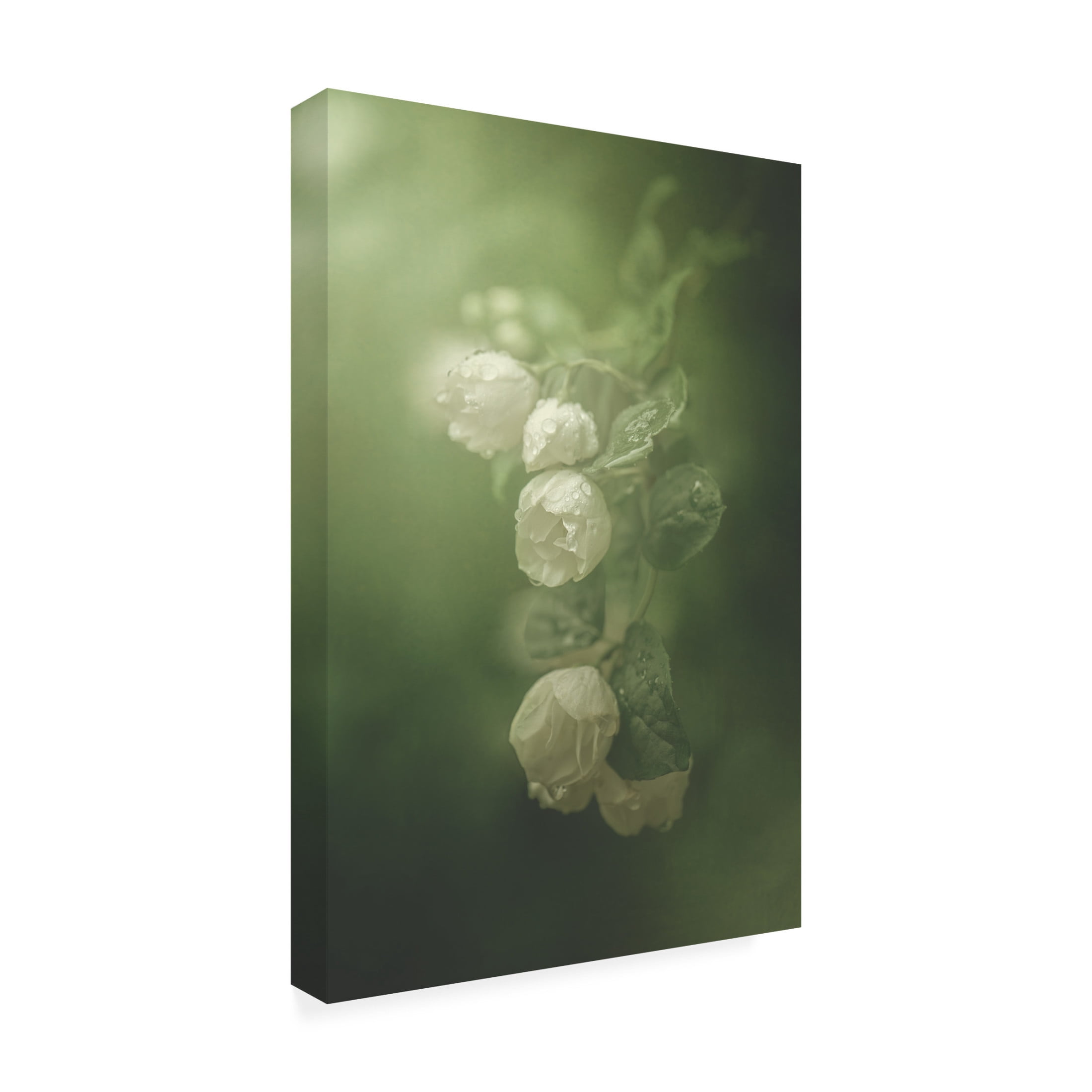 Trademark Fine Art Kristina Zvinakeviciute  Jasmine Canvas Wall Art