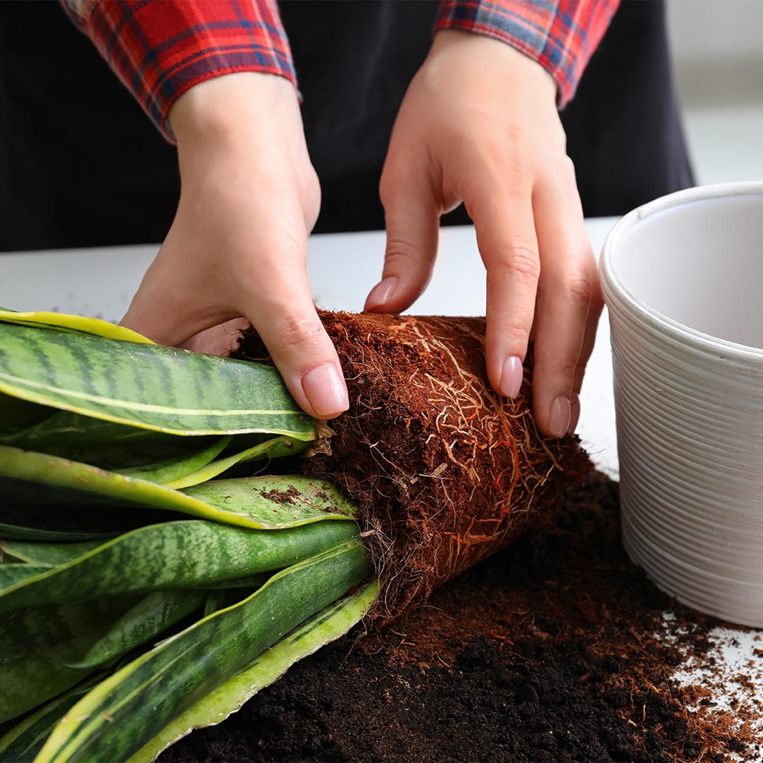 Schultz Potting Soil 25L