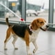 thumbnail image 1 of Correa & Collar M Para Mascota , Disfruta  Paseos con Elegancia y Comodidad, 1 of 3