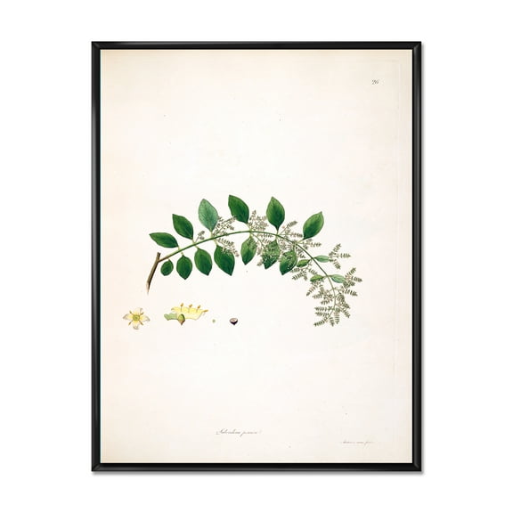 Designart 'Ancient Plant Life XVIII' Farmhouse Framed Canvas Wall Art Print