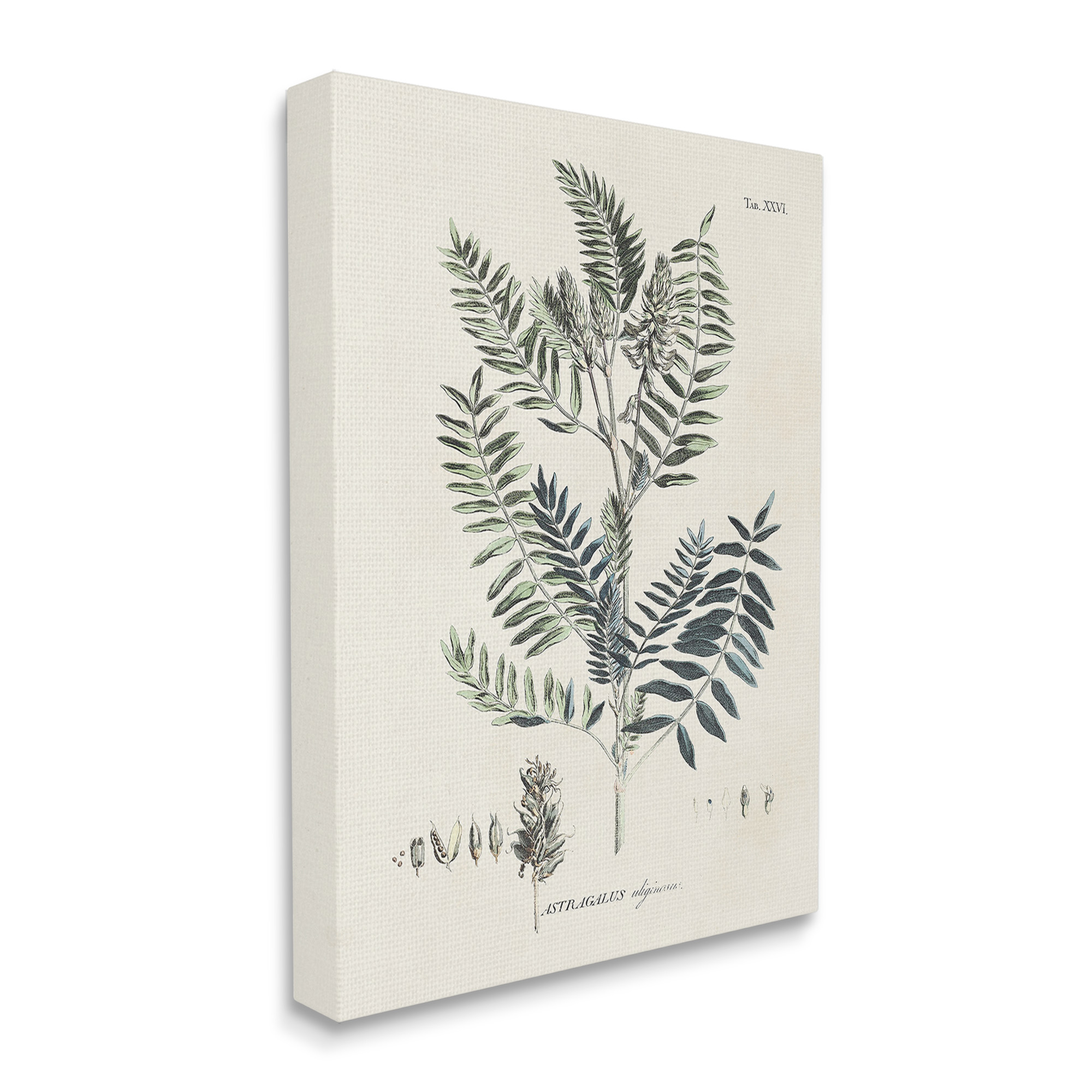 Stupell Industries Vintage Leaf Diagram Botanical & Floral Painting Gallery Wrapped Canvas Art Print Wall Art, 24 x 30