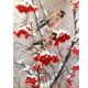 thumbnail image 2 of Cuadros Decorativos Kit de pintura de diamante 5D Mosaico de diamante redondo completo de animal DIY DQrwqpou Nuevos Originales, 2 of 9
