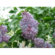 Seed Kingdom 700 Lilac Syringa Vulgaris Flower Seeds