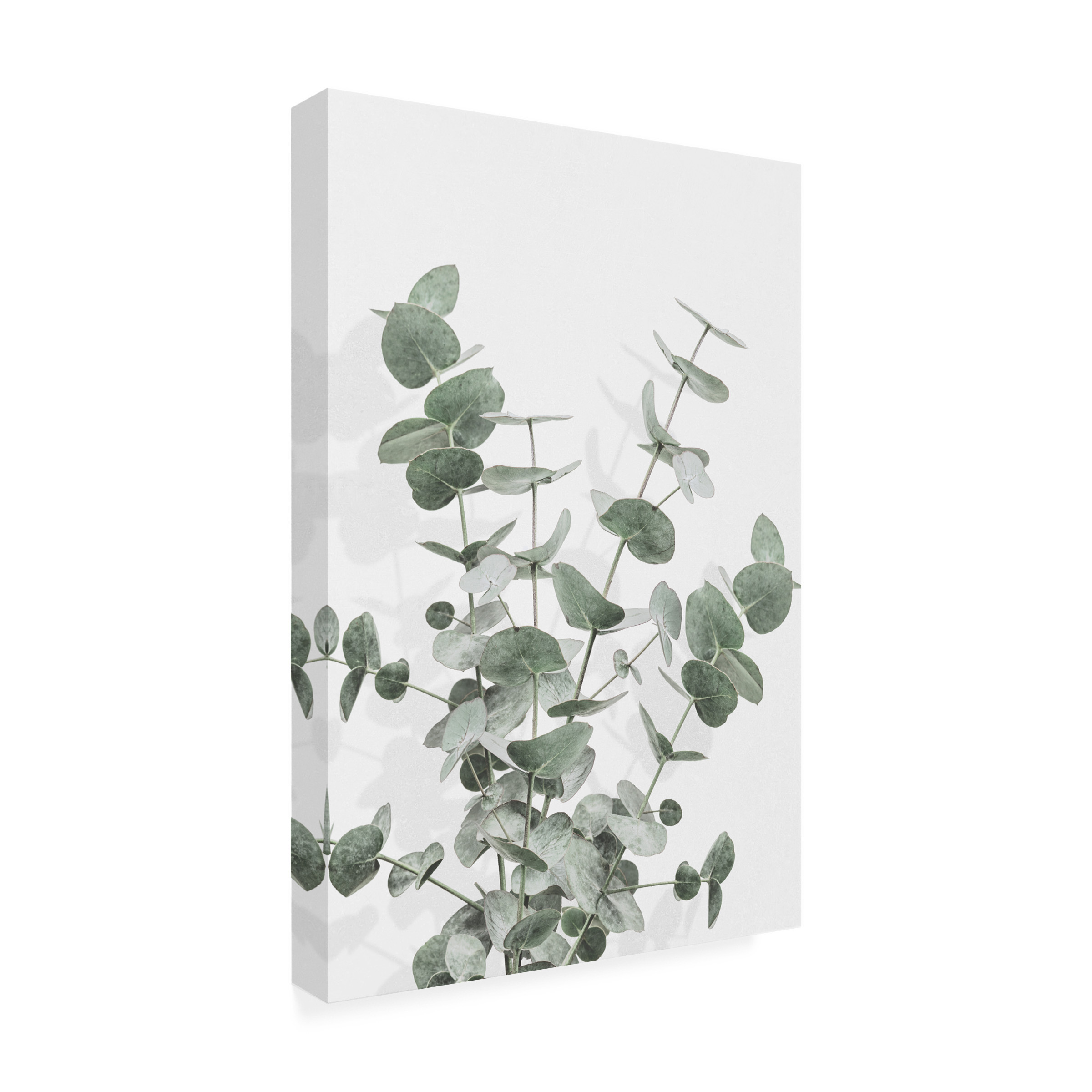 Trademark Fine Art Pictufy Studio Eucalyptus Creative 16 Canvas Wall Art