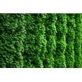 thumbnail image 2 of 2 Gallon Emerald Cedar Hedge, 2 of 5