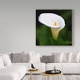 thumbnail image 3 of Trademark Fine Art 'White Beauty' Canvas Art by Beata Czyzowska Young, 3 of 3