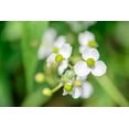 thumbnail image 5 of Seedville 500 Broadleaf Arrowhead Plant Seeds, 5 of 9