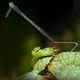 thumbnail image 5 of de serpiente extensible telescópico retráctil de material acero inoxidable de para Serpiente de maíz Herramienta de captura y Yuyangstore Gancho Serpiente Extensible, 5 of 8