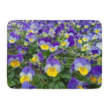 Godpok Beautiful Blue Plant Yellow White And Purple Colorful Pansy