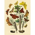 thumbnail image 2 of Kirby, W. F. 19x24 White Modern Wood Framed Museum Art Print Titled - Moths: G. Quercifolia, L. Potatoria, et al., 2 of 4