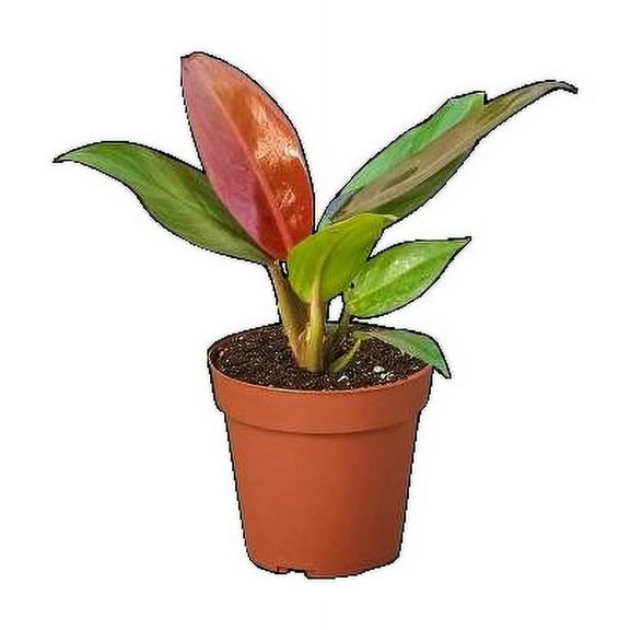 Philodendron Sun Red Live Plant for Indoor | Different Houseplants in 4'' & 6'' Pot | Real House Plant for Living Room, Office, Desk & Bathroom | Sun Red | Philodendron Selloum