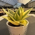 thumbnail image 3 of Live Snake Plant Sansevieria 'Golden Hahnii' -4in Pot Indoor Houseplants Easy Survive, 3 of 5