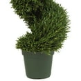 thumbnail image 3 of 4' Rosemary Spiral Silk Tree, 3 of 3