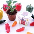 thumbnail image 3 of Easy to Grow Peppers All-in-One Indoor Seed Starter Kit - Includes Pepper Seeds, Coconut Fiber Pot, and Coconut Fiber Soil Disc by Sustainable Seed Company (CA Wonder), 3 of 4