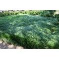 Mondo Grass Ophiopogon Japonicus Gallon Size Plants Shade