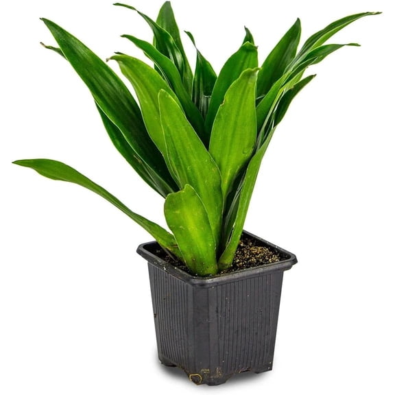 Josh's Frogs Dracaena Corn Plant - 'Janet Craig'