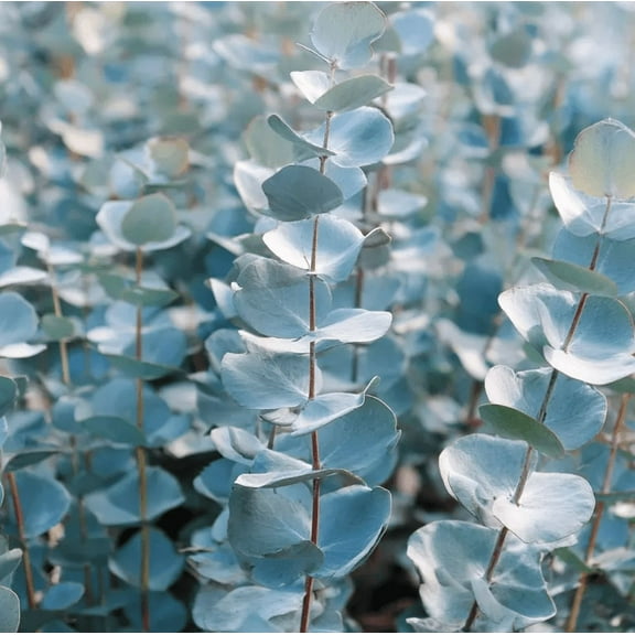 10 Seeds Baby Blue Eucalyptus Seeds for Planting, Aromatic Foliage Blue-Green Leaves for Garden