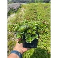 thumbnail image 3 of 3 Dragon's Blood Sedum in 4 inch Containers-- This can be more green than red during certain times of the year., 3 of 5
