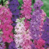 Larkspur, Giant Imperial 500 Seeds Newly Harvested, a Great Cut Flower