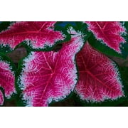 Pink and Green Caladium Bulbs for Planting - Perennial Hosta, Elephant Ears, Fancy (6 Bulbs)