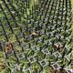 thumbnail image 3 of 24 Alfombrillas Para Gatos De 7,9 X 5,9 Pulgadas, Alfombrilla Repelente De Gatos Con 12 Pinchos En Forma De U Y 20 Lazos Verdes, Almohadilla Flexible Con Pinchos Para Gatos Para Cerca Del Hogar, Jardí Muyoka Hogar, 3 of 7