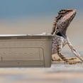 thumbnail image 4 of unbranded Terrario Para Reptiles De Plástico Oscuro Con Ventilación Y Caja De Alimentación, 4 of 7