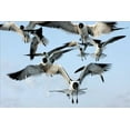 thumbnail image 2 of Alan Hausenflock 4x24 White Modern Wood Framed Wall Art Titled - Gulls II, 2 of 5