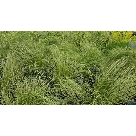Frosted Curls Sedge Grass - Carex comans - 4