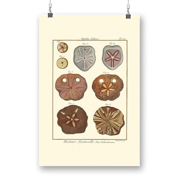 Sand Dollars Ii Poster - Denis Diderot Designs,