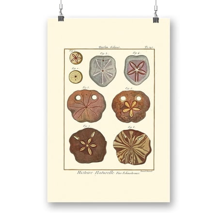 Sand Dollars Ii Poster - Denis Diderot Designs,