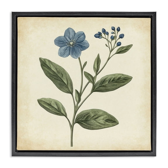 Stupell Industries French Country Vintage Blue Blossoms Wildflower Black Floating Frame Canvas Art, 18 x 18, by Petals Prints Design