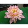 thumbnail image 5 of 5 Rare Seeds| Feathered Skirt Lotus Seeds - Indian Lotus (Nelumbo nucifera) Seeds - Flower Seeds - B3G1 #Q031, 5 of 5