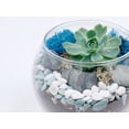 thumbnail image 3 of DIY Succulent Terrarium Gift Kit with Plants, Fairy Garden Kit with Reindeer Moss, 3 of 9