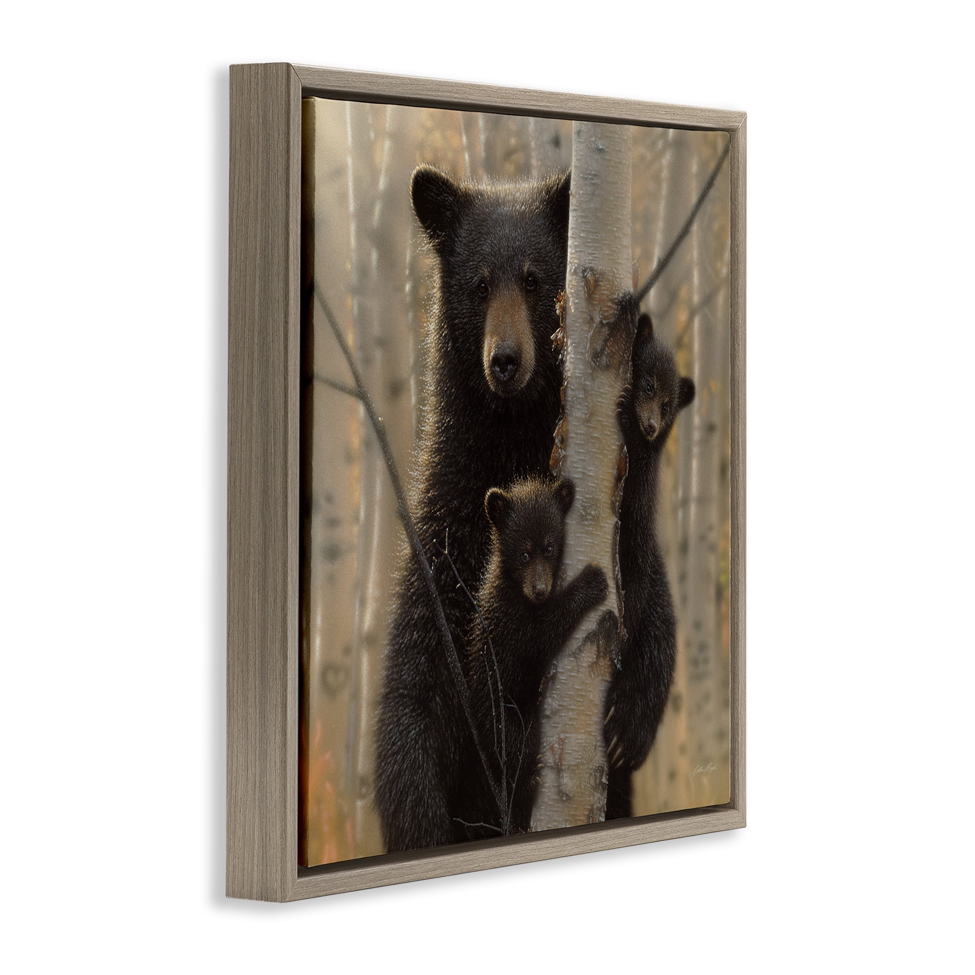 Stupell Industries Forest Black Bear and Cubs Animals & Insects Photography Brown Floater Framed Canvas Art Print Wall Art, 18 x 18
