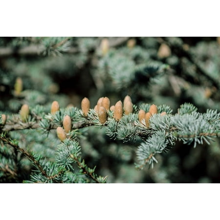 Canvas Print Tree Plant Pine Cone Green Evergreen Conifer Stretched Canvas 10 x