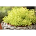 thumbnail image 3 of Expert Gardener 1Pt Sedum Live Plant Grower Pot Full Sun Partial Shade, 3 of 6