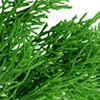 Cypress