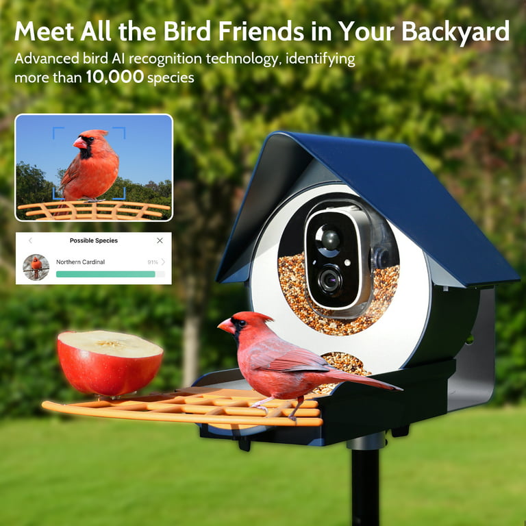 Smart Bird Feeder with Camera, Birdkiss Outdoor Bird Camera with 1080P HD  Video, APP Real-Time Notifications, AI Identify Bird, WiFi Connection 